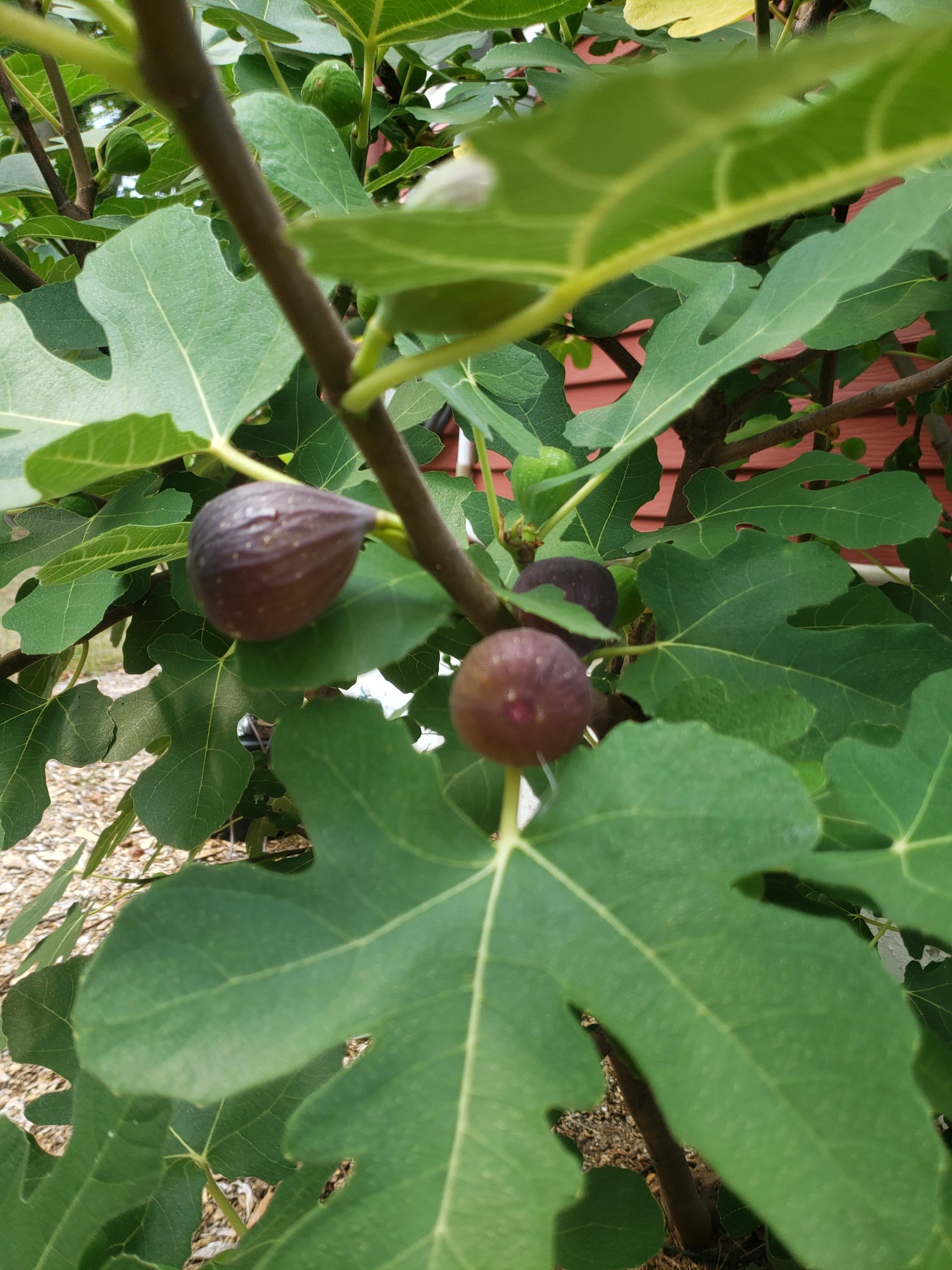 Fig leaves
