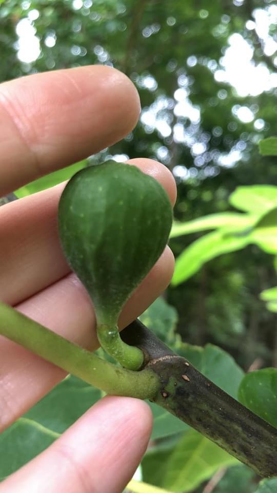 Brown Turkey Cuttings