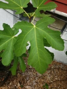 Many veritys of fig trees for sale